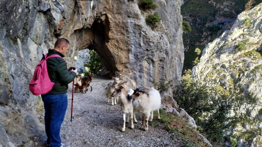 En este momento estás viendo Ruta del Cares desde Camping Villaviciosa